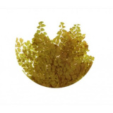 fougere-lutti-verde-oliva- (1)