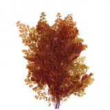 fougere-lutti-cobre
