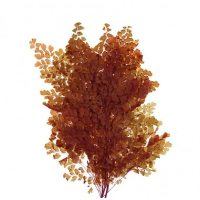 fougere-lutti-cobre