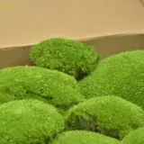 preserved-ball-moss-box-light-green