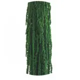 AMA4104-1-amaranthus
