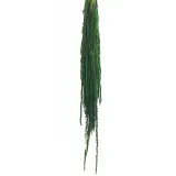 AMA4104-2-amaranthus