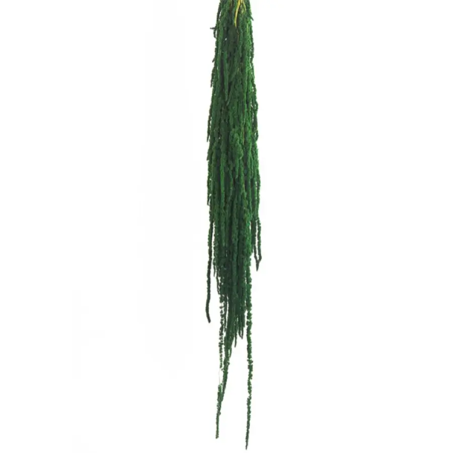 AMA4104-2-amaranthus