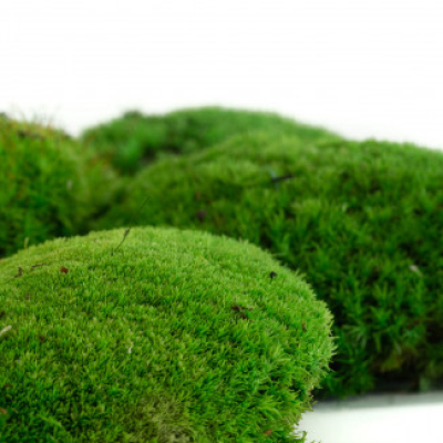 preserved-moss-ball (3)