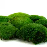 preserved-moss-ball (4)
