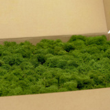 preserved-lichen-box-1-kg-forest-green (1)