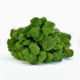 preserved-lichen-box-1-kg-nature-green